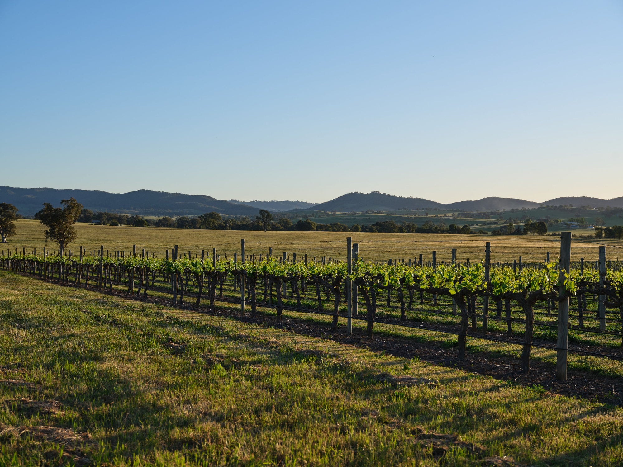 In Retrospect – Mudgee Chardonnay
