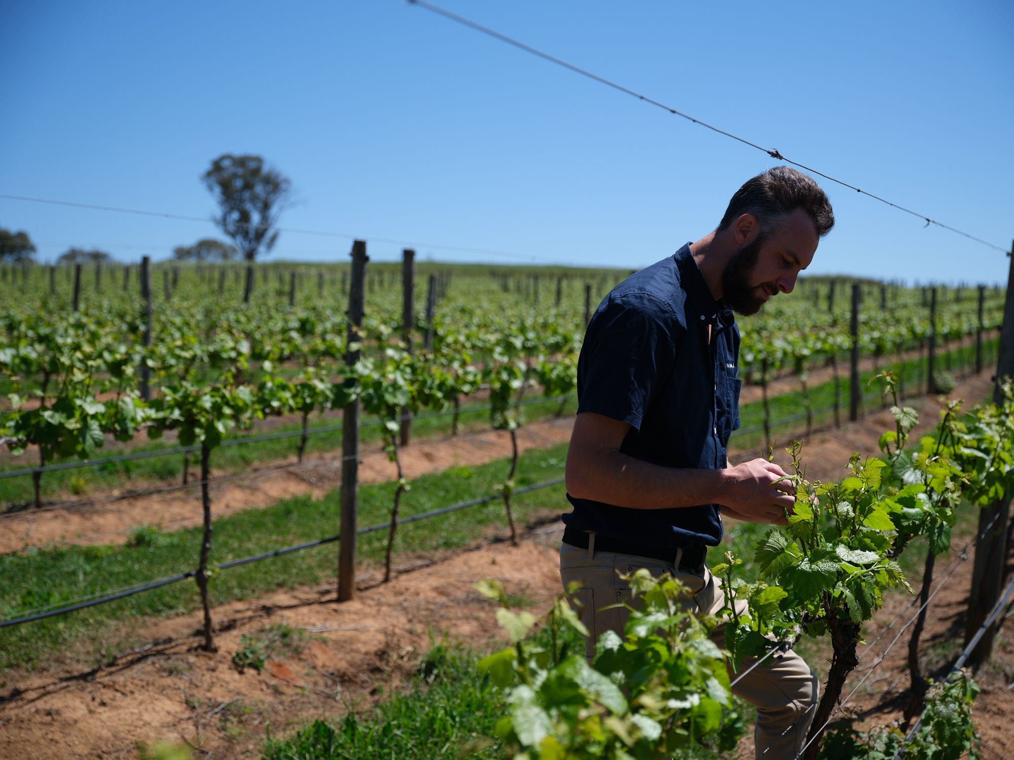 Making Top Tier Wines – What It Takes