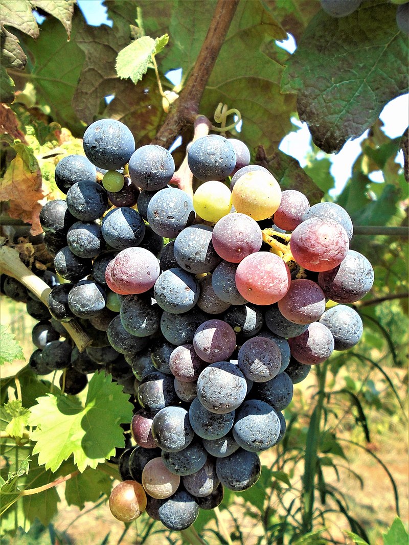Miles Of Merlot