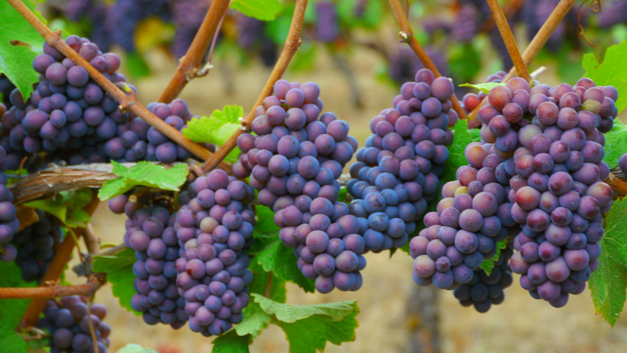Pinot Gris, international Jetsetter!